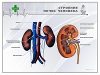 Стенд "Строение почки человека" - fgospostavki.ru - Александров