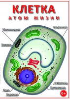 DVD "Клетка - "атом жизни" - fgospostavki.ru - Александров