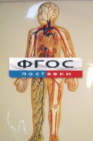 Модель барельефная "Кровеносная система человека" - fgospostavki.ru - Александров