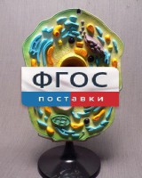 Модель "Клетка растения" - fgospostavki.ru - Александров
