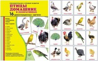 Демонстрационные карточки "Птицы домашние и декоративные" - fgospostavki.ru - Александров