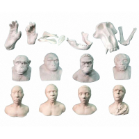 Набор моделей палеонтологических находок "Происхождение человека"	 - fgospostavki.ru - Александров