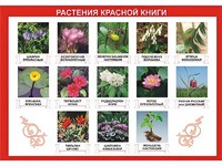 Таблица демонстрационная "Растения Красной книги" (винил 100*140) - fgospostavki.ru - Александров