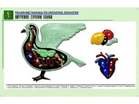 Рельефная таблица "Внутреннее строение голубя" (формат А1, матовое ламинирование) - fgospostavki.ru - Александров