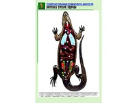 Рельефная таблица "Внутреннее строение ящерицы" (формат А1, матовое ламинирование) - fgospostavki.ru - Александров