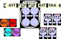Модель-аппликация "Биосинтез белка" (ламинированная) - fgospostavki.ru - Александров