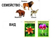 Модель-аппликация "Классификация растений и животных" (ламинированная) - fgospostavki.ru - Александров