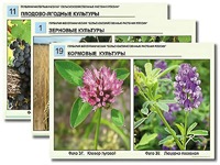 Гербарий фотографический "Сельскохозяйственные растения России" - fgospostavki.ru - Александров