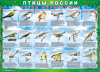 Комплект таблиц "Птицы России (4 листа)" (100х140 сантиметров, винил) - fgospostavki.ru - Александров