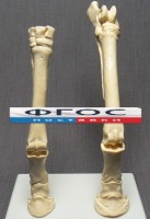 Скелет конечности лошади (передняя и задняя) на подставке - fgospostavki.ru - Александров