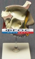 Модель "Разрез носоглотки" - fgospostavki.ru - Александров