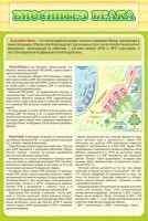Стенд "Биосинтез белка" - fgospostavki.ru - Александров