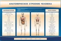 Электрифицированный стенд-тренажер c макетом скелета "Анатомическое строение человека" - fgospostavki.ru - Александров