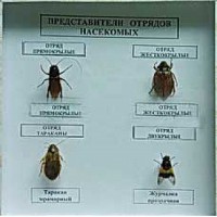 Коллекция энтомологическая "Представители отряда насекомых" - fgospostavki.ru - Александров