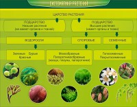 Стенд "Систематика растений" - fgospostavki.ru - Александров