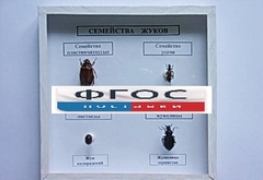 Коллекция "Семейство жуков" - fgospostavki.ru - Александров