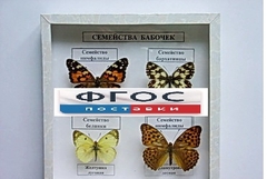 Коллекция "Семейство бабочек" - fgospostavki.ru - Александров