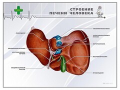 Стенд "Строение печени человека" - fgospostavki.ru - Александров