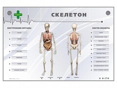 Электрифицированный стенд-тренажер "Скелетон" - fgospostavki.ru - Александров
