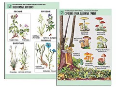 Комплект таблиц "Окружающий мир. Грибы. Растительный мир" (12 таблиц, А1, ламинированные) - fgospostavki.ru - Александров