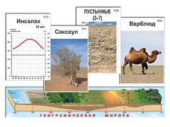 Модель-аппликация "Природные зоны" - fgospostavki.ru - Александров
