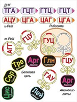 Модель-аппликация Биосинтез белка - fgospostavki.ru - Александров