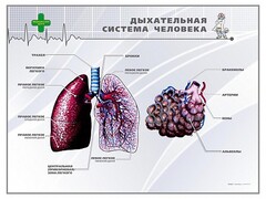 Стенд "Дыхательная система человека" - fgospostavki.ru - Александров