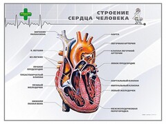 Стенд "Строение сердца человека" - fgospostavki.ru - Александров