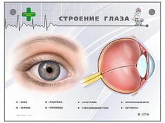 Интерактивный стенд "Строение глаза" - fgospostavki.ru - Александров