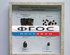 Коллекция энтомологическая "Примеры защитных приспособлений у насекомых" - fgospostavki.ru - Александров