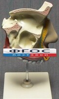 Модель "Разрез носоглотки" - fgospostavki.ru - Александров