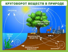 Стенд "Круговорот веществ" - fgospostavki.ru - Александров