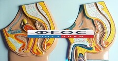 Модель барельефная "Таз мужской и таз женский" - fgospostavki.ru - Александров