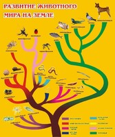 Стенд "Развитие животного мира на земле" - fgospostavki.ru - Александров