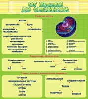 Стенд "От клетки до организма" - fgospostavki.ru - Александров