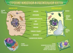  Биология - fgospostavki.ru - Александров
