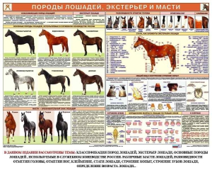 Комплект плакатов "Служебное коневодство" - fgospostavki.ru - Александров