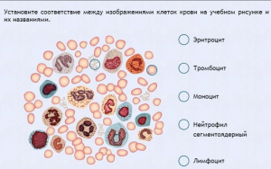 Интерактивные курсы. Биология 11 класс. Расширенный. - fgospostavki.ru - Александров