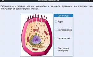 Интерактивные курсы. Биология 8 класс. Базовый - fgospostavki.ru - Александров