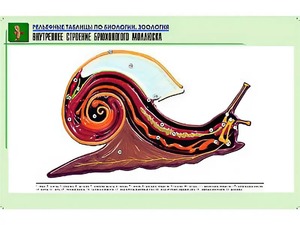 Рельефная таблица "Внутреннее строение брюхоногого моллюска" (формат А1, матовое ламинирование) - fgospostavki.ru - Александров