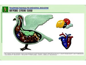 Рельефная таблица "Внутреннее строение голубя" (формат А1, матовое ламинирование) - fgospostavki.ru - Александров