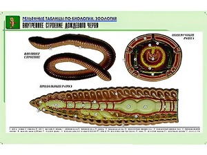 Рельефная таблица "Внутреннее строение дождевого червя" (формат А1, матовое ламинирование) - fgospostavki.ru - Александров