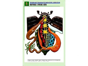 Рельефная таблица "Внутреннее строение жука" (формат А1, матовое ламинирование) - fgospostavki.ru - Александров