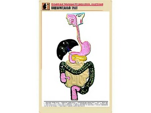 Рельефная таблица "Пищеварительный тракт" (формат А1, матовое ламинирование) - fgospostavki.ru - Александров