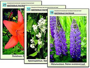 Гербарий фотографический "Основные группы растений" - fgospostavki.ru - Александров