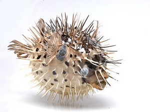 Сухой препарат "Еж-рыба морская" - fgospostavki.ru - Александров