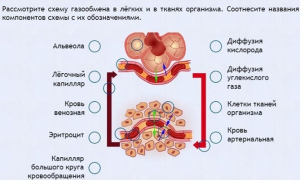Интерактивные курсы. Биология 9 класс. Расширенный. - fgospostavki.ru - Александров