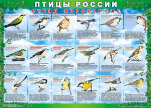 Комплект таблиц "Птицы России (4 листа)" (100х140 сантиметров, винил) - fgospostavki.ru - Александров