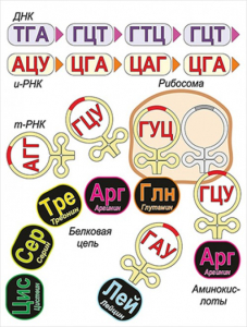 Модель-аппликация Биосинтез белка - fgospostavki.ru - Александров