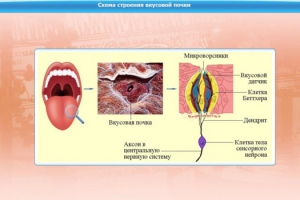 Интерактивные курсы. Биология 10 класс. Базовый. - fgospostavki.ru - Александров